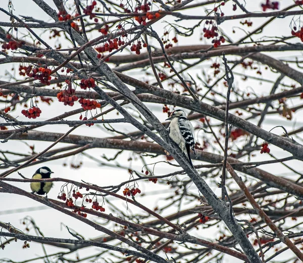 Pequeno pica-pau um pássaro com o nome latino Picoides minor senta-se em uma árvore no inverno — Fotografia de Stock