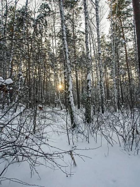 Зимнее вечернее солнце светит сквозь ветви деревьев в лесу — стоковое фото