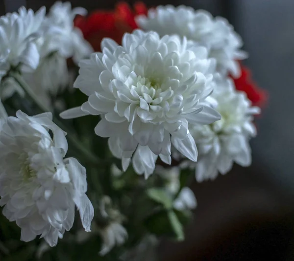 Ramo de crisantemos blancos con gerberas rojas en un jarrón pequeño, macro, foco suave — Foto de Stock