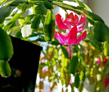 Güzel kırmızı çiçek açan Noel kaktüsü