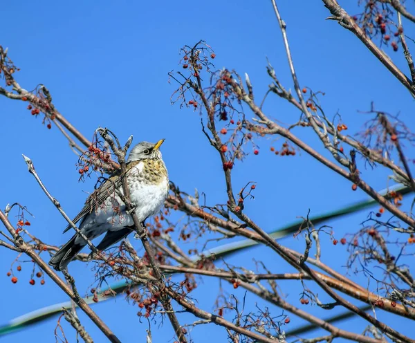 Tordo di Rowan, un uccello dal nome latino Turdus pilaris su un ramo di un albero di Rowan in inverno — Foto Stock