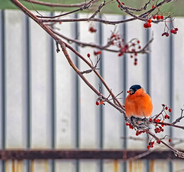 Bullfinch, ptak o łacińskiej nazwie Pyrrhula pyrrhula na gałęzi popiołu górskiego w zimie — Zdjęcie stockowe