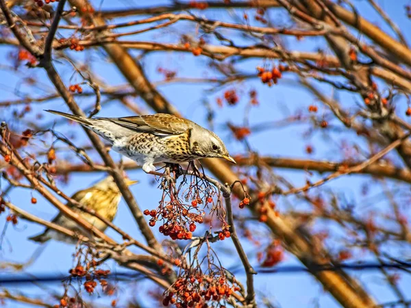 Tordo di Rowan, un uccello dal nome latino Turdus pilaris su un ramo di un albero di Rowan in inverno — Foto Stock