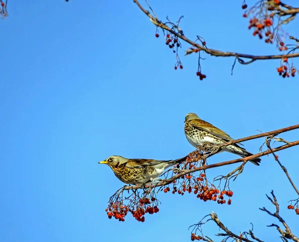 Rowan thrushes, pássaros com o nome latino Turdus pilaris em um ramo de Rowan no inverno — Fotografia de Stock
