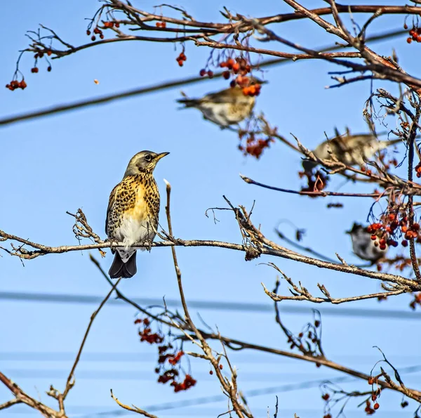 Rowan ardıç kuşu, kışın bir Rowan ağacının dalında Latince adı Turdus pilaris olan bir kuş. — Stok fotoğraf