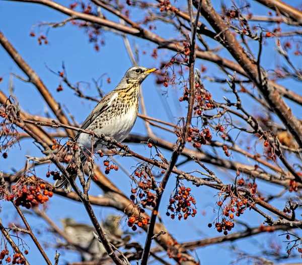 Tordo di Rowan, un uccello dal nome latino Turdus pilaris su un ramo di un albero di Rowan in inverno — Foto Stock