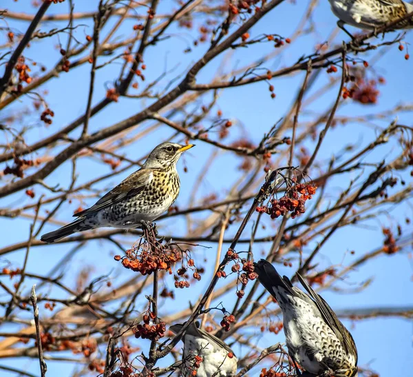 Tordo di Rowan, un uccello dal nome latino Turdus pilaris su un ramo di un albero di Rowan in inverno — Foto Stock