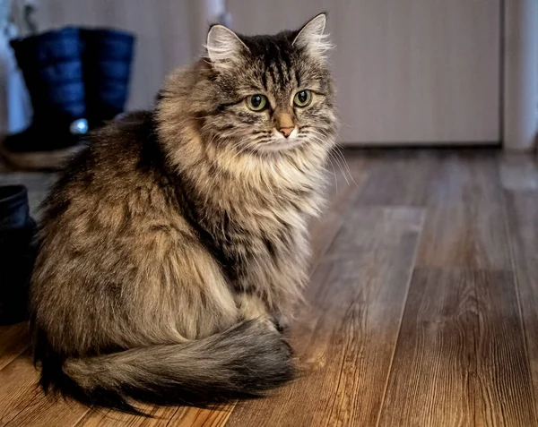 Gatto siberiano seduto sul pavimento — Foto Stock