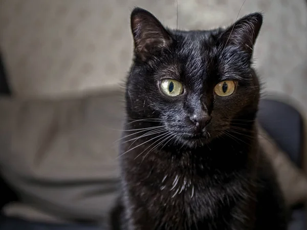 Gatto nero seduto su una sedia — Foto Stock