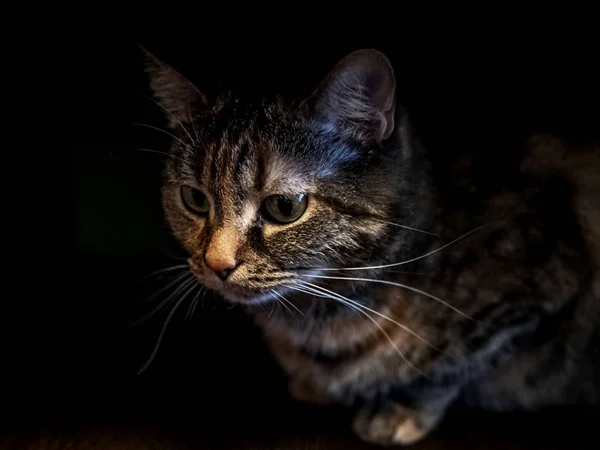 Ritratto di un gatto in chiave scura — Foto Stock