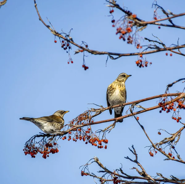 Rowan thrushes, pássaros com o nome latino Turdus pilaris em um ramo de Rowan no inverno — Fotografia de Stock