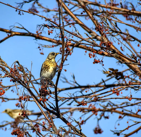 Rowan ardıç kuşu, kışın bir Rowan ağacının dalında Latince adı Turdus pilaris olan bir kuş. — Stok fotoğraf