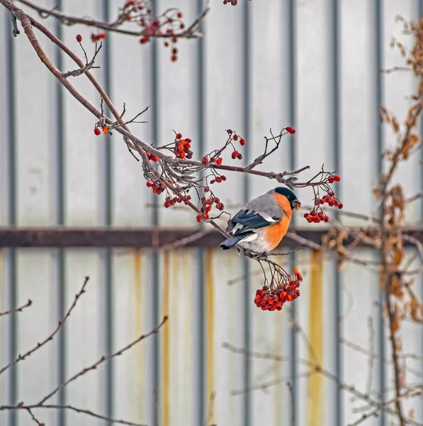 Bullfinch, um pássaro com o nome latino Pyrrhula pyrrhula em um ramo de cinza de montanha no inverno — Fotografia de Stock