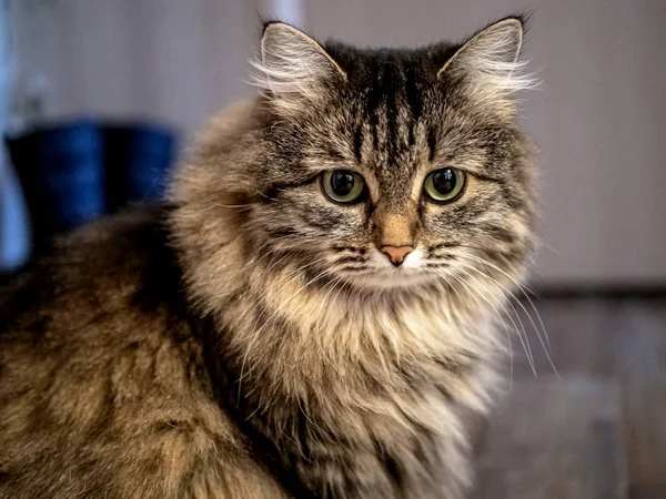 Gatto siberiano seduto sul pavimento — Foto Stock