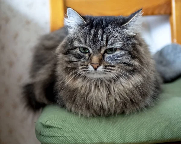 Gatto siberiano si siede su una sedia e strizza gli occhi alla luce — Foto Stock