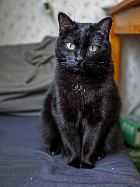 Gatto nero seduto su una sedia — Foto Stock