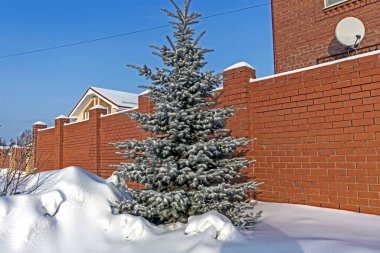 Güzel ladin, kışın bir kır evinin yanında yetişir.