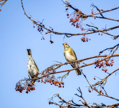 Rowan ardıçkuşu, Latince adı Turdus Pilaris olan kuşlar kışın mavi gökyüzüne karşı bir Rowan dalında
