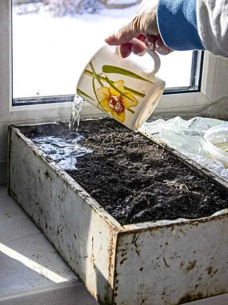 Подготовка Почвы Выращивания Овощных Саженцев Полив Почву Кипящей Водой Дезинфекции — стоковое фото