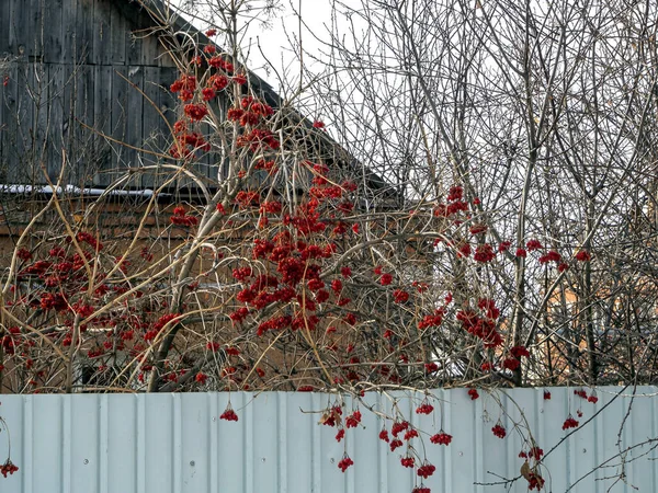 Viburnum Baya Árbol Primavera Sin Hojas Ilumina Por Sol Mañana — Foto de Stock