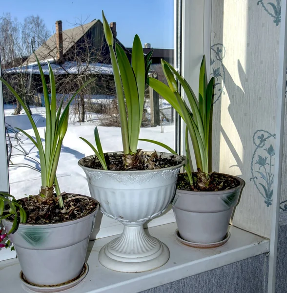 Zelené Listy Amaryllis Pupeny Připravují Kvést Květináči Parapetu Oknem Zimní — Stock fotografie