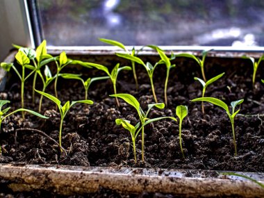 Güneş tarafından aydınlatılmış pencere üzerinde biber fideleri