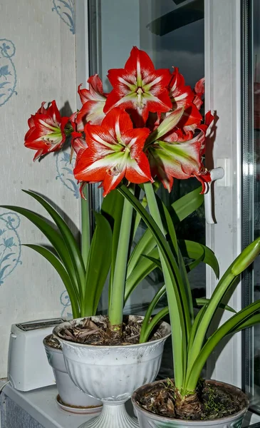 Large Red Amaryllis Flowers Bloom Windowsill — Stock Photo, Image