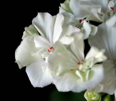 bir tencerede beyaz Sardunya çiçek pencere kenarında, makro