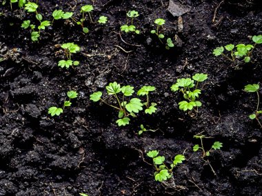 Küçük çilek filizleri, makrolar. Pencere kenarındaki tohumlardan çilek filizleri yetişiyor.