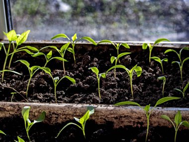 Güneş tarafından aydınlatılmış pencere üzerinde biber fideleri