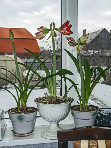 Большие Красные Цветы Amaryllis Цветут Подоконнике — стоковое фото