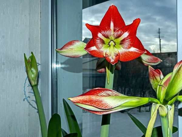 Grandes Flores Vermelhas Amaryllis Florescer Peitoril Janela — Fotografia de Stock