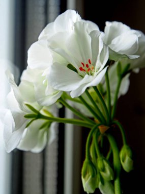 bir tencerede beyaz Sardunya çiçek pencere kenarında, makro