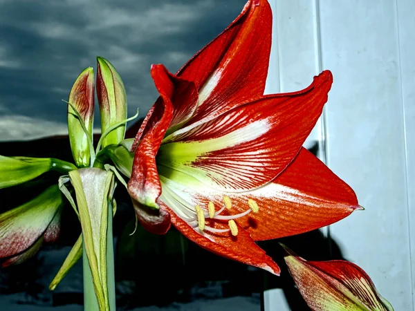 Grote Rode Amaryllis Bloemen Bloeien Vensterbank — Stockfoto