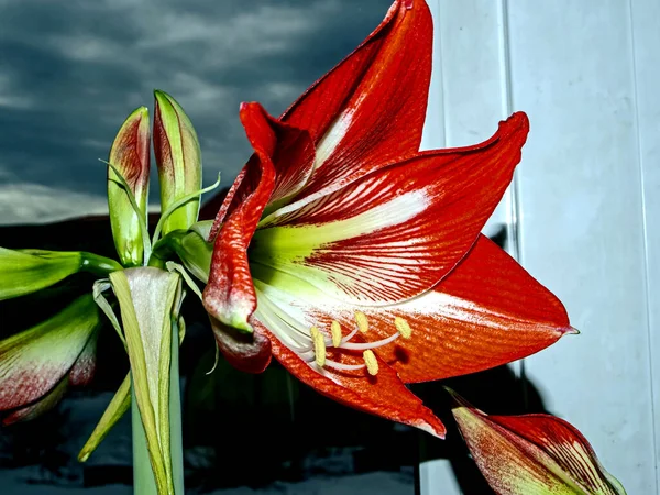 Grandi Fiori Rossi Amarillide Fioriscono Sul Davanzale Della Finestra — Foto Stock