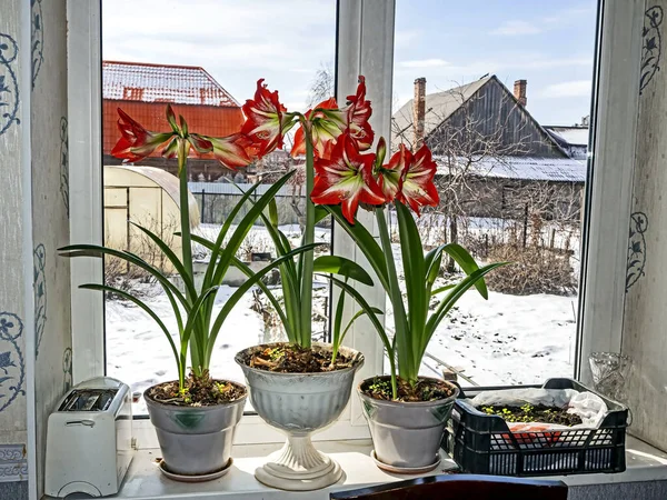 Большие Красные Цветы Amaryllis Цветут Подоконнике Снежный Зимний Пейзаж Улице — стоковое фото