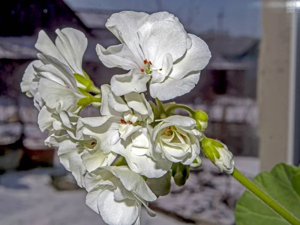 white geranium in a pot blooms on the windowsill, macro