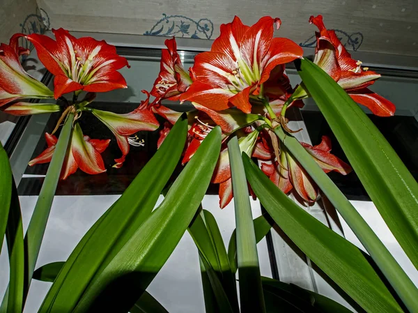 Large Red Amaryllis Flowers Bloom Windowsill — Stock Photo, Image