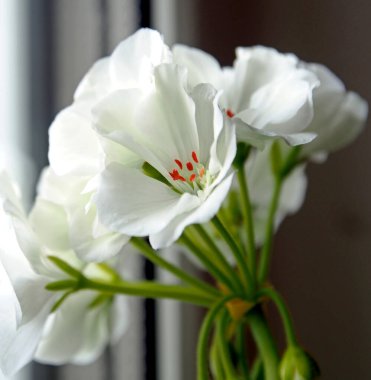 bir tencerede beyaz Sardunya çiçek pencere kenarında, makro