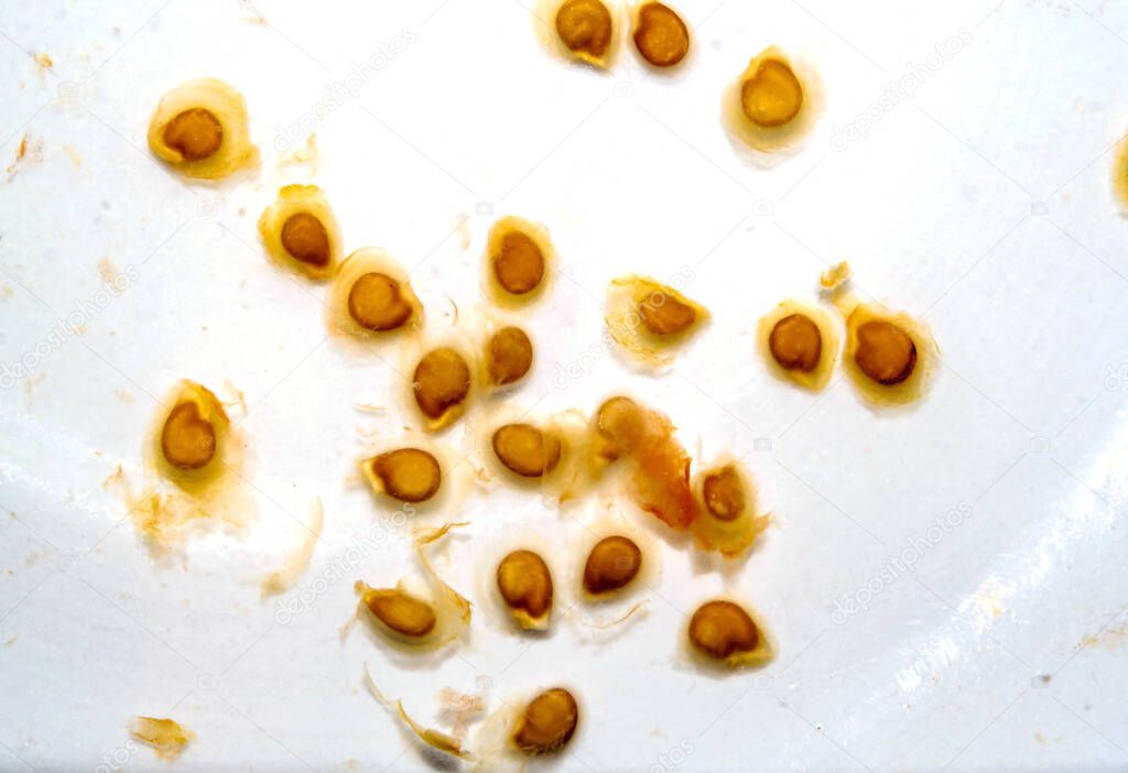 soaking tomato seeds before planting for growing seedlings in order to increase germination