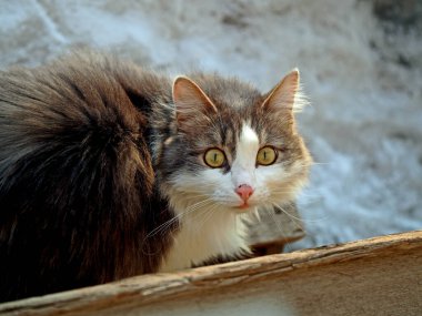 Sokak kedisi, kirli bahar karının arka planında fotoğrafçıya bakıyor.
