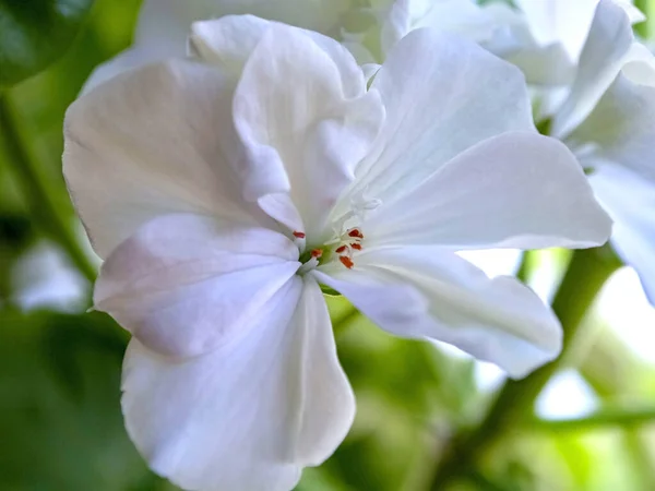 White Geranium Pot Blooms Windowsill Macro Soft Focus — Stock Photo, Image