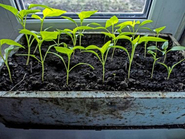 Güneş tarafından aydınlatılmış pencere üzerinde biber fideleri