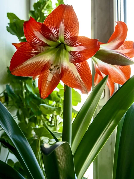 Large Red Amaryllis Flowers Bloom Windowsill — Stock Photo, Image