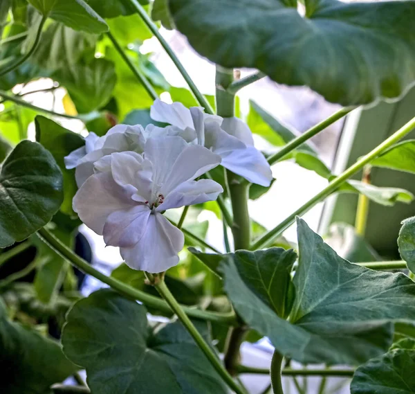 Géranium Blanc Dans Pot Fleurit Sur Rebord Fenêtre Macro — Photo