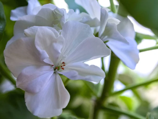 Géranium Blanc Dans Pot Fleurit Sur Rebord Fenêtre Macro Soft — Photo