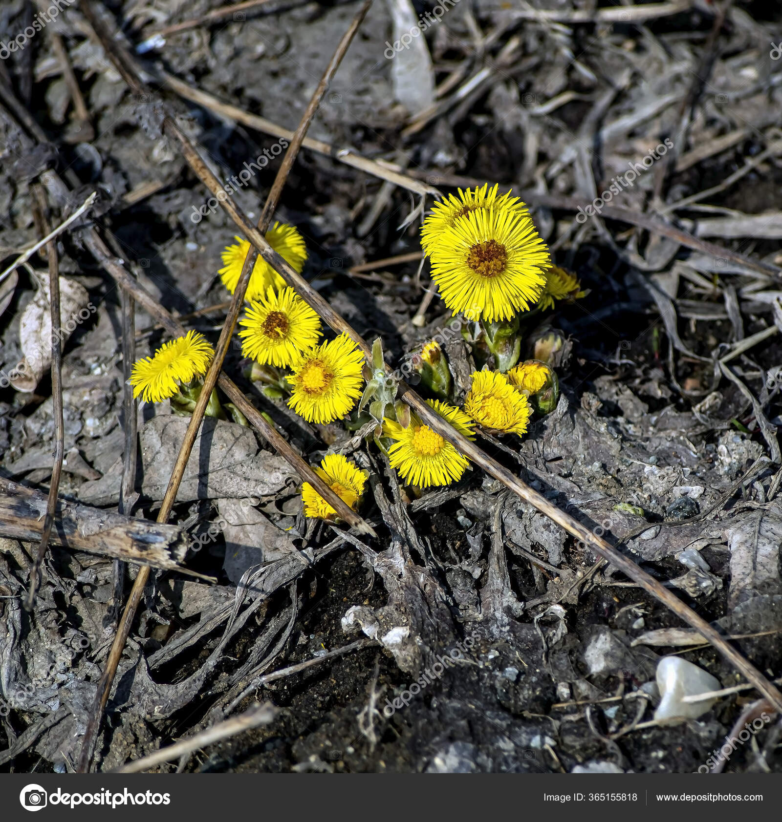 First Spring Yellow Flowers Mother And Stepmother Plants With The Latin Name Tussilago Farfara Stock Photo Image By C Valerypetr 365155818