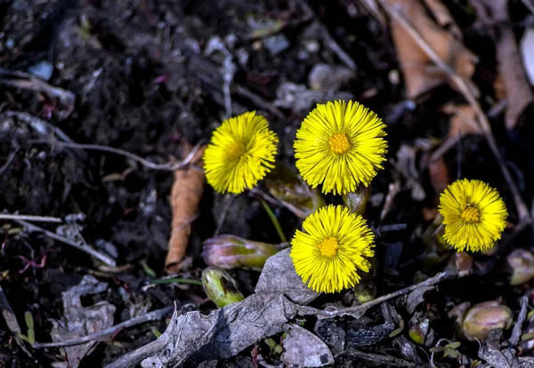 Erste Frühlingsblumen Mutter Und Stiefmutter Pflanzen Mit Dem Lateinischen Namen — Stockfoto