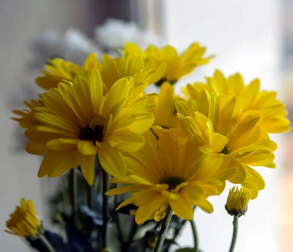 Ramo Flores Crisantemo Amarillo Sobre Fondo Borroso — Foto de Stock