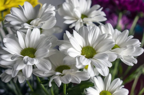 Букет Белых Цветков Хризантемы Размытом Фоне — стоковое фото
